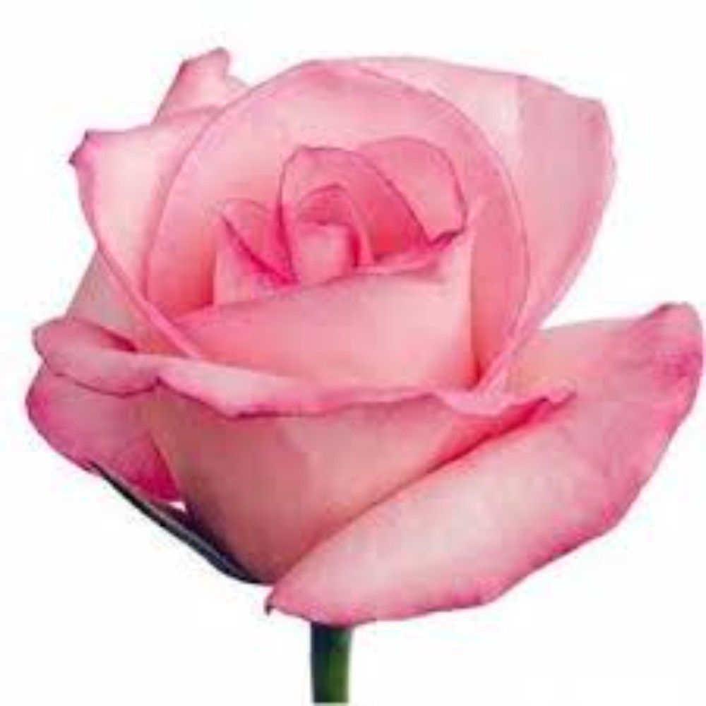 Троянда "Тест 3" 70 см