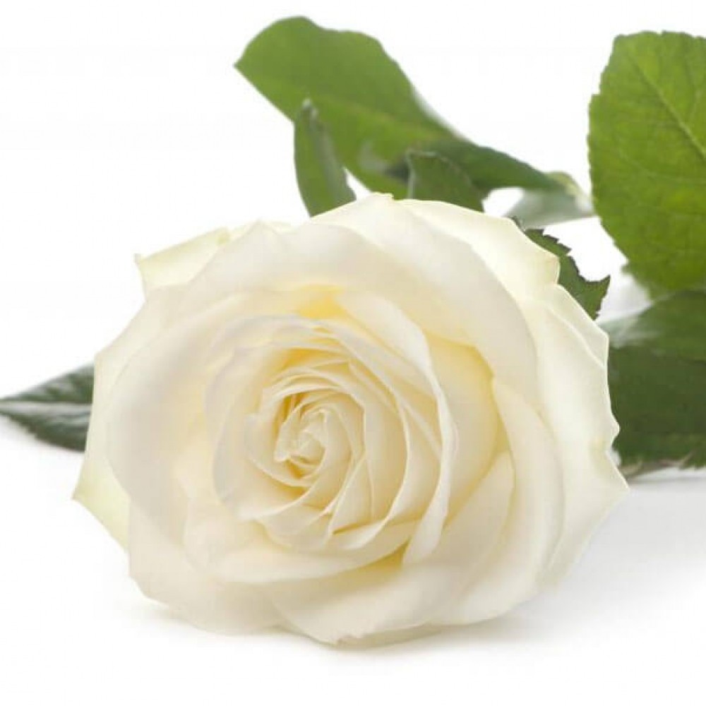 Троянда "Тест" 50 см